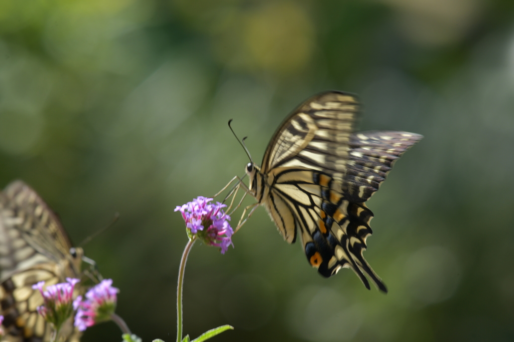 花と蝶II-CXXXVI！