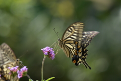 花と蝶II-CXXXVI！