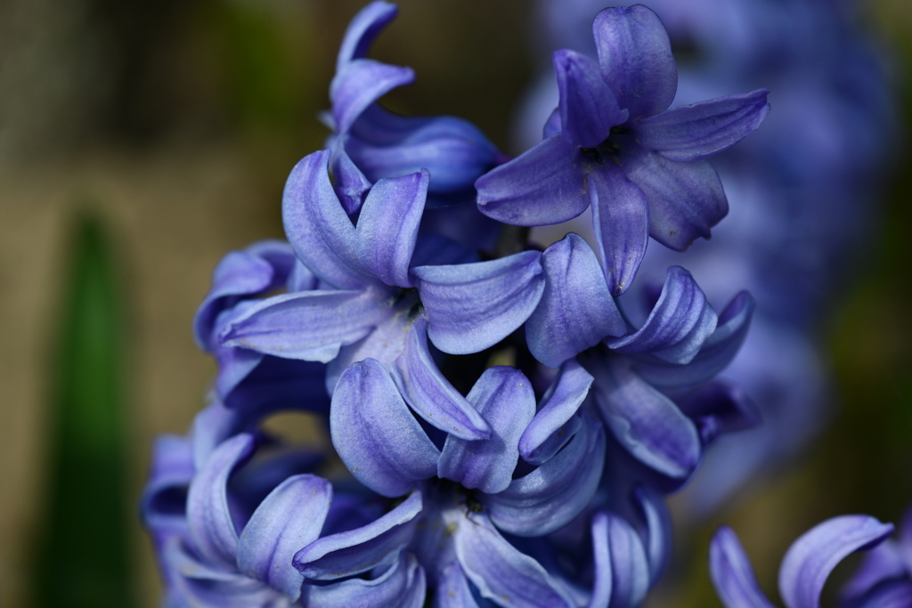 季節の花DCCCLXXXIX！