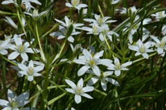 季節の花MCDXLVIII！