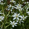 季節の花MCDXLVIII！