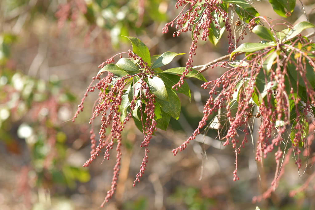 季節の花MDXLIX！