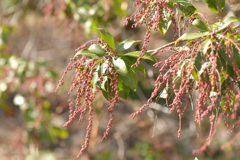 季節の花MDXLIX！