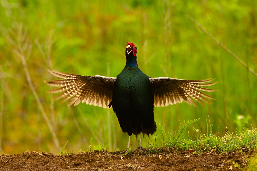 身近にいる野鳥CDXXIII！
