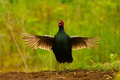 身近にいる野鳥CDXXIII！