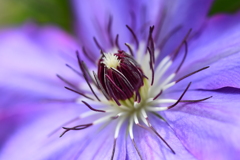 季節の花DCCXXXIV！