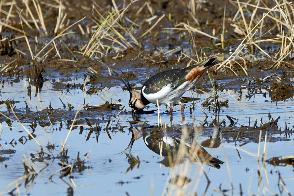 身近にいる野鳥CXXXV！