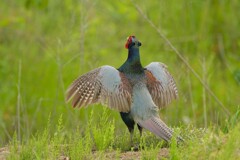 身近にいる野鳥CDXV！