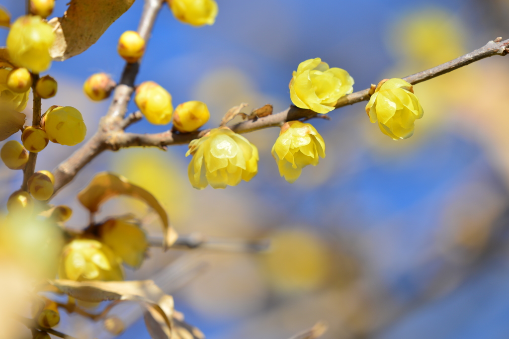 季節の花DLII！