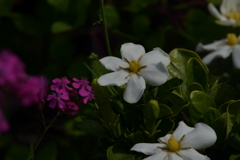 季節の花MCCCV！