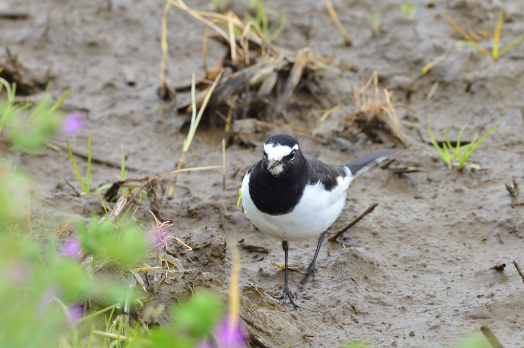 里山の野鳥XXVIII！