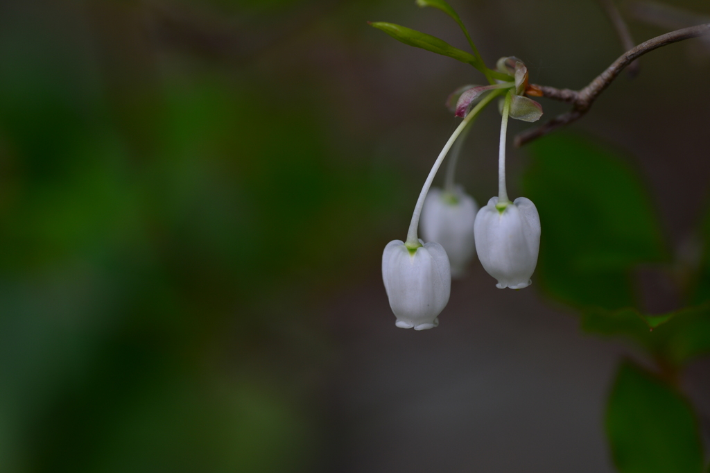 季節の花CMXXVI！