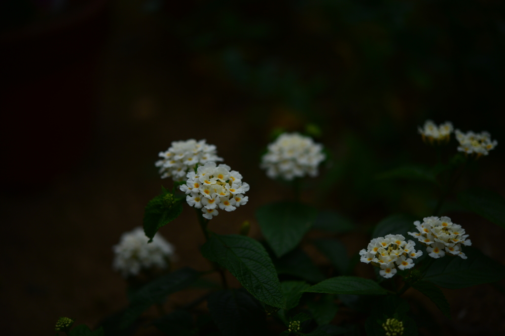 季節の花Ⅴ！