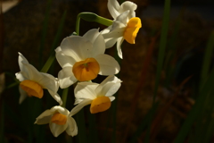 季節の花MCDXXX1！
