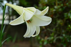 季節の花MDIII！