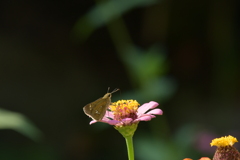 花と蝶II-LXXVI！