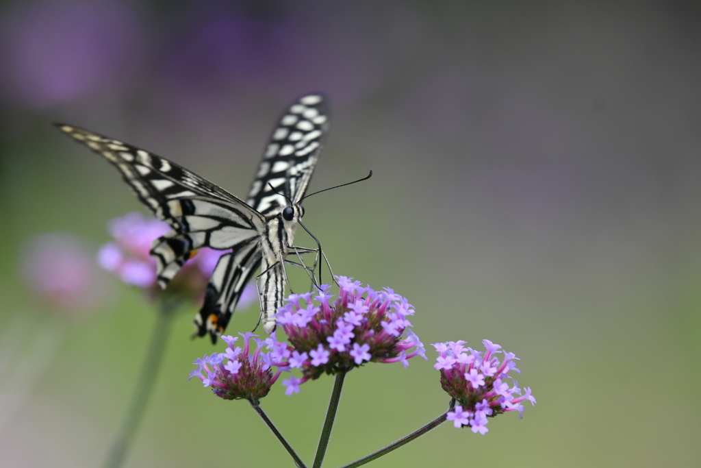 花と蝶MCCLXVIII！