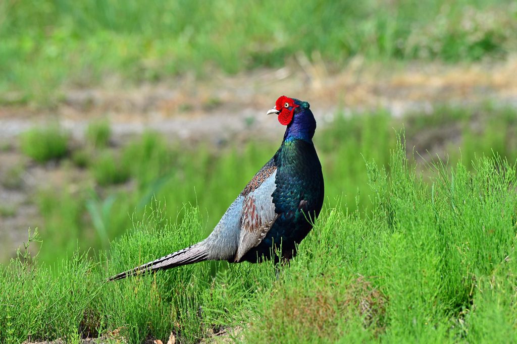 身近にいる野鳥CVI！