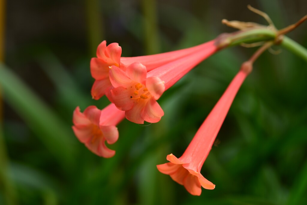 季節の花MCDXLII！