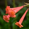 季節の花MCDXLII！