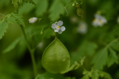 季節の花CCXIII！