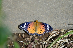 里山の蝶LV！