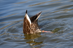 里山の野鳥CIII！