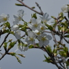 季節の花MCCXVIII！