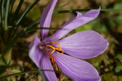 季節の花MDXXIX！