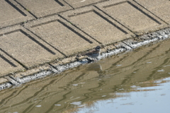 身近にいる野鳥DXXVI！