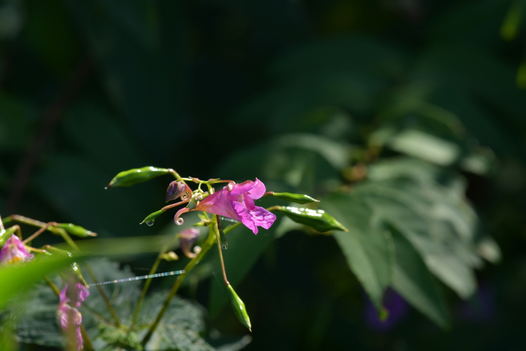 季節の花MXLVIII！