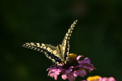 花と蝶MMMCDXCIII！