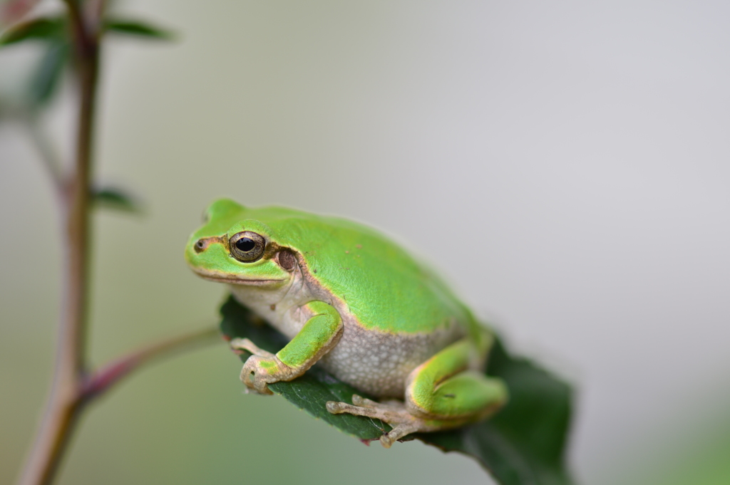 静かなるハンターXIV！