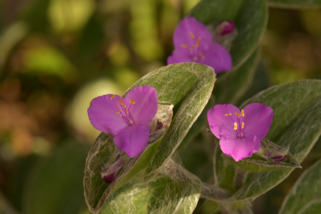 季節の花MDXVI！