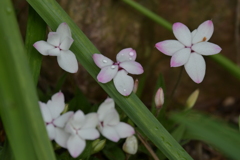 季節の花MCDLV！
