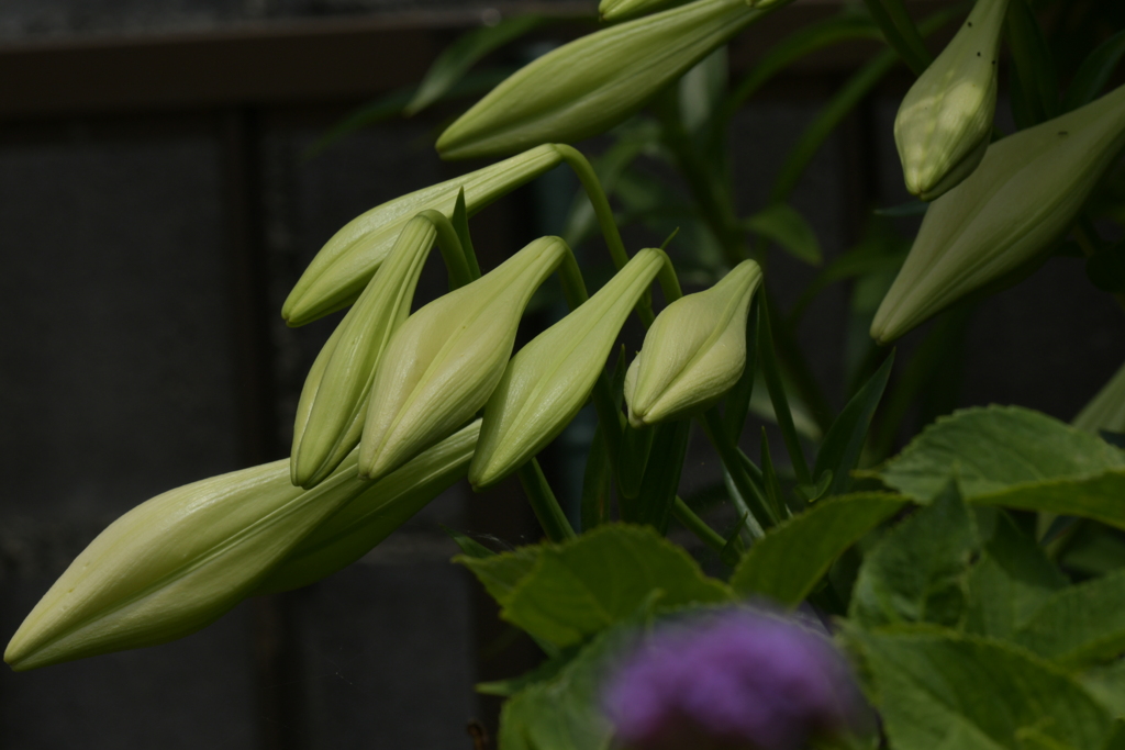 季節の花MCCCX！