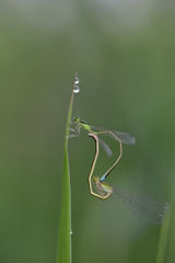 里山のトンボXVI！