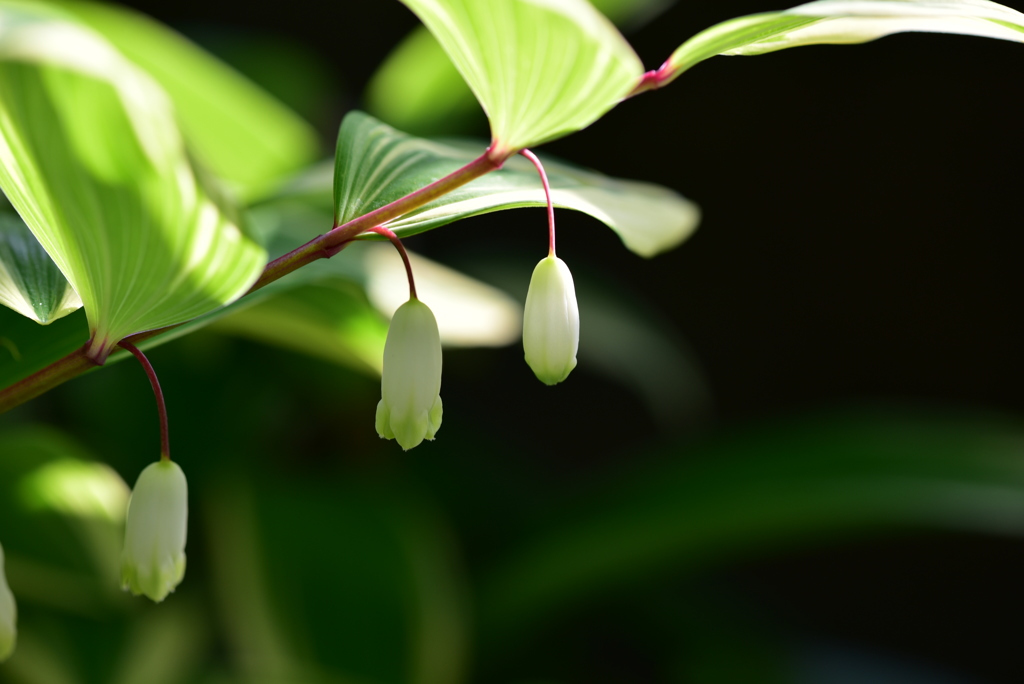 季節の花CLXI！