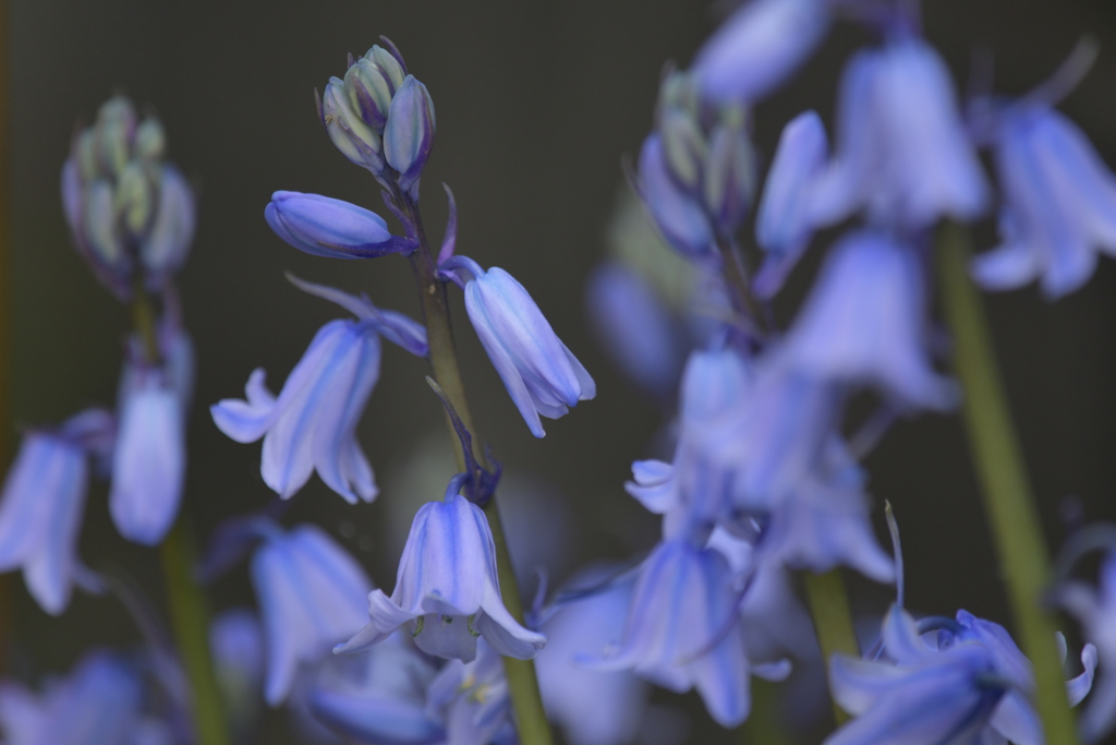 季節の花MCCXLIV！