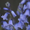 季節の花MCCXLIV！