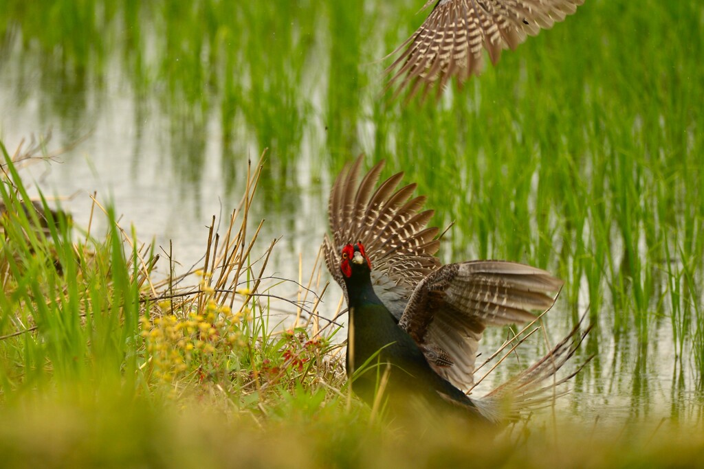 身近にいる野鳥CDXXXIV！