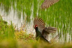 身近にいる野鳥CDXXXIV！