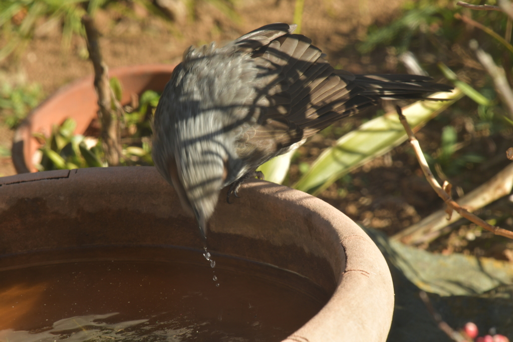 身近にいる野鳥DXX！