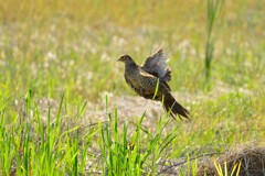 身近にいる野鳥CDXXXIX！