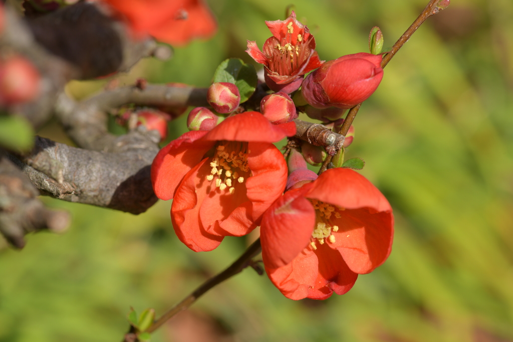 季節の花MCCCLXXXV！