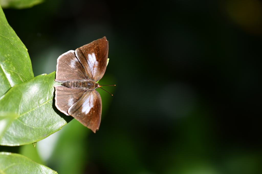 里山の蝶CXLIV！