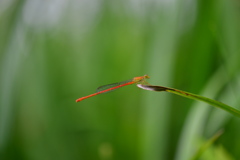 里山のトンボXIII！