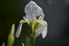 季節の花CCCLXXVIII！