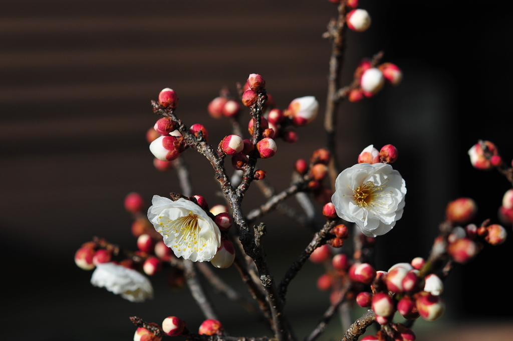 季節の花CCLXI！