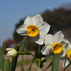 季節の花MCCCLXII！
